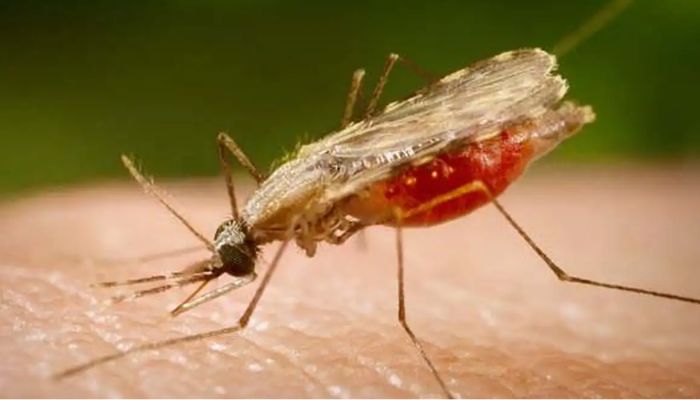 Cientistas da Fiocruz podem produzir vacina completa contra a malária